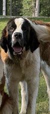 Hercules - Photo 2