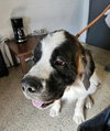 Hercules - Photo 3