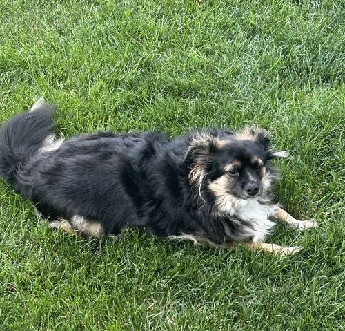 Benji *FTA photo 2