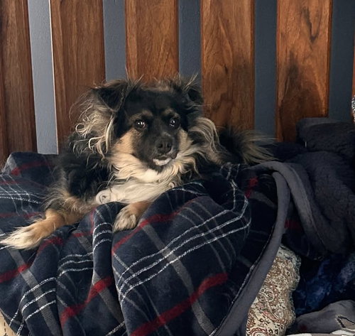 picture of the dog needing adoption