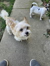 Biscuit - Photo 9