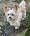 Biscuit - Photo 6