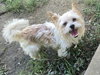 Biscuit - Photo 7