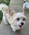 Biscuit - Photo 8