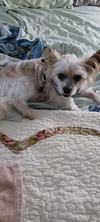 Biscuit - Photo 2