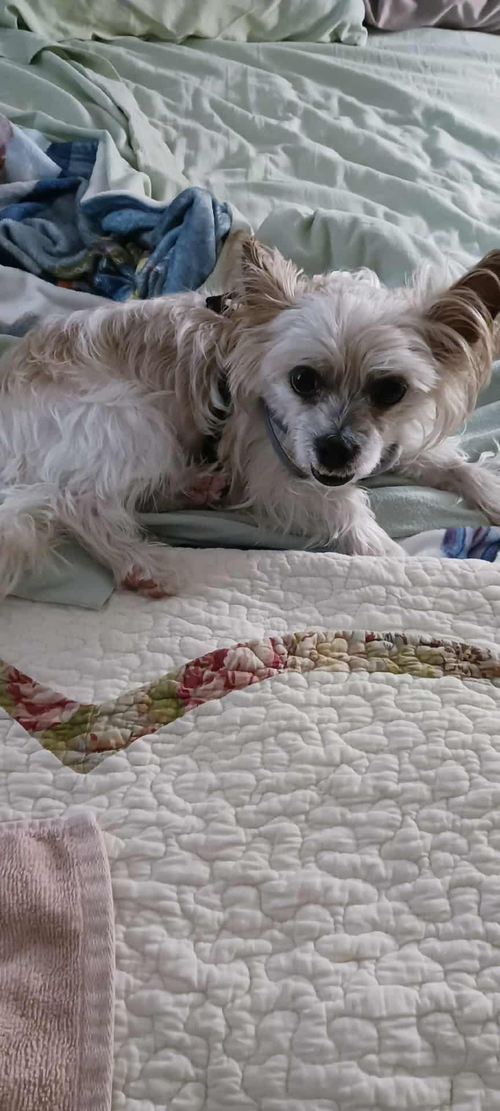 BISCUIT - Terrier available for adoption