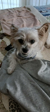 Biscuit - Photo 3