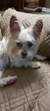 Biscuit - Photo 4