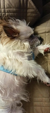 Biscuit - Photo 5