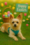 Biscuit - Photo 2