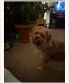 Emmit - Photo 6