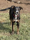 Four Siblings ~ Caden - Photo 3