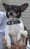 Charlie - Photo 4