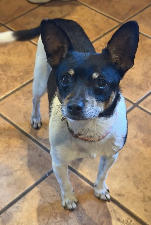 CHARLIE - Miniature Pinscher / Chihuahua available for adoption