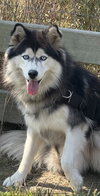 Colt - Photo 1