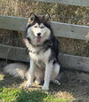 Colt - Photo 2