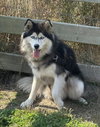 Colt - Photo 3