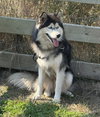 Colt - Photo 4