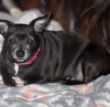 Ellie Christmas - Photo 1
