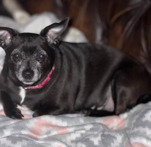 ELLIE CHRISTMAS - Chihuahua available for adoption