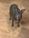 Ellie Christmas - Photo 2