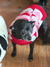 Ellie Christmas - Photo 5