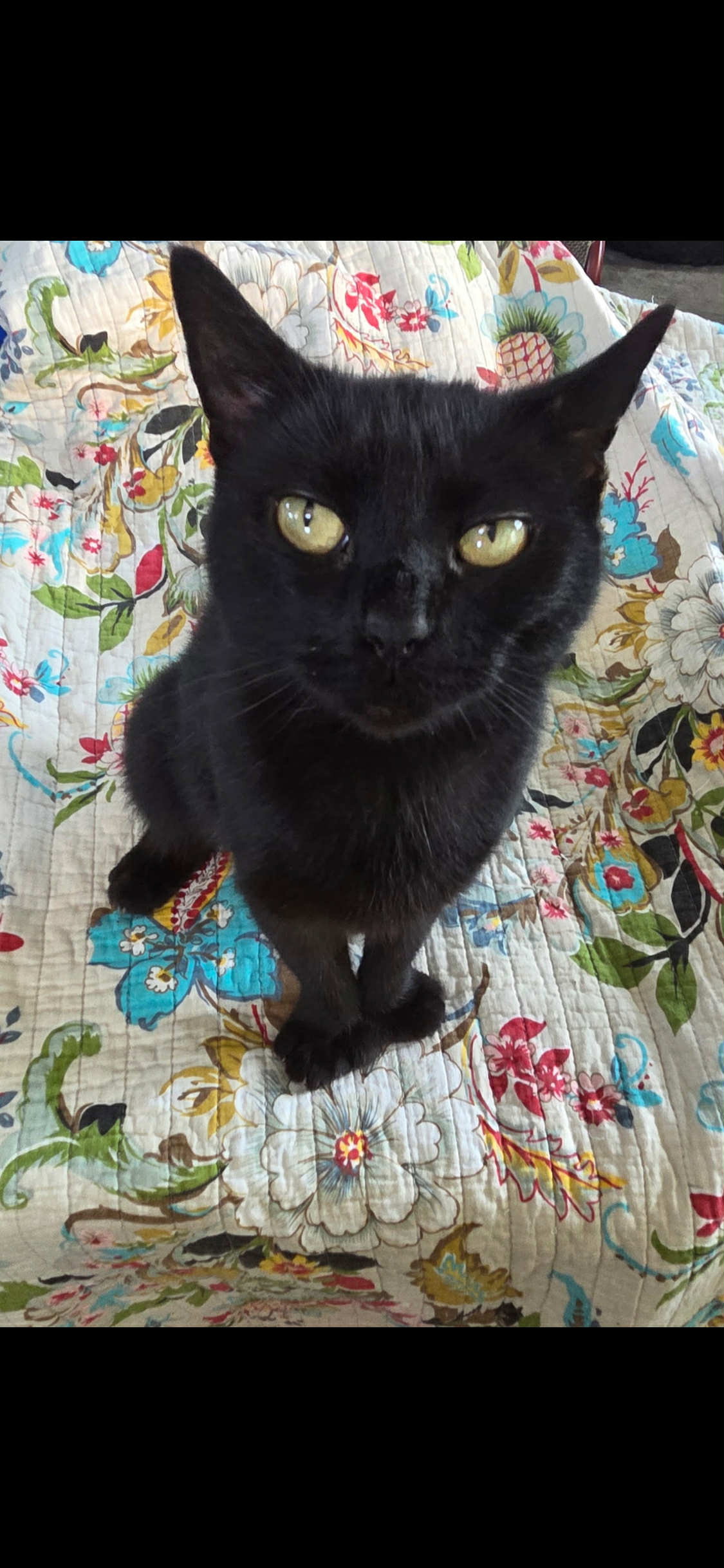 Wendy (Kitty) Image