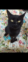 Wendy (Kitty) - Photo 1