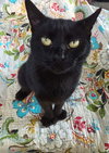 Wendy (Kitty) - Photo 1