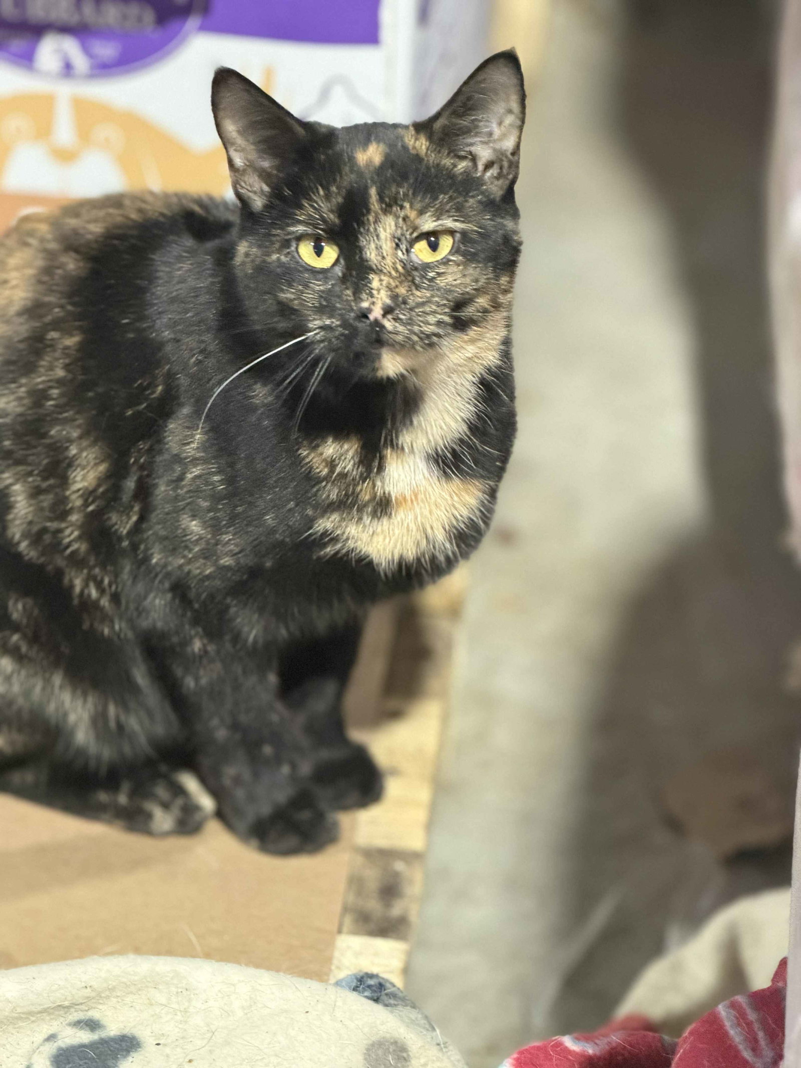 Alisha (Kitty) Image
