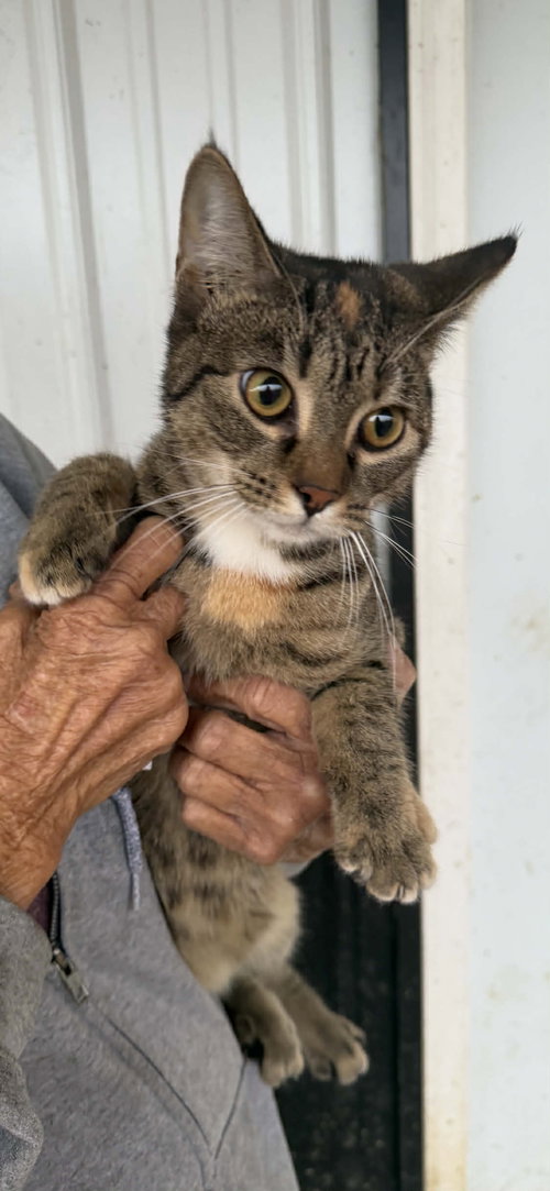 JOJO (KITTY) - Domestic Short Hair available for adoption