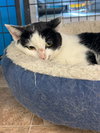 Bianca (Kitty) - Photo 1