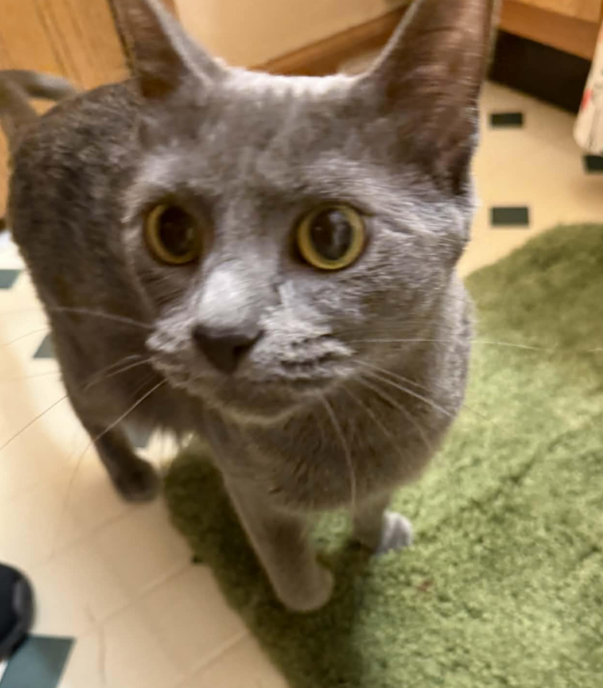 Althena (Kitty) Image