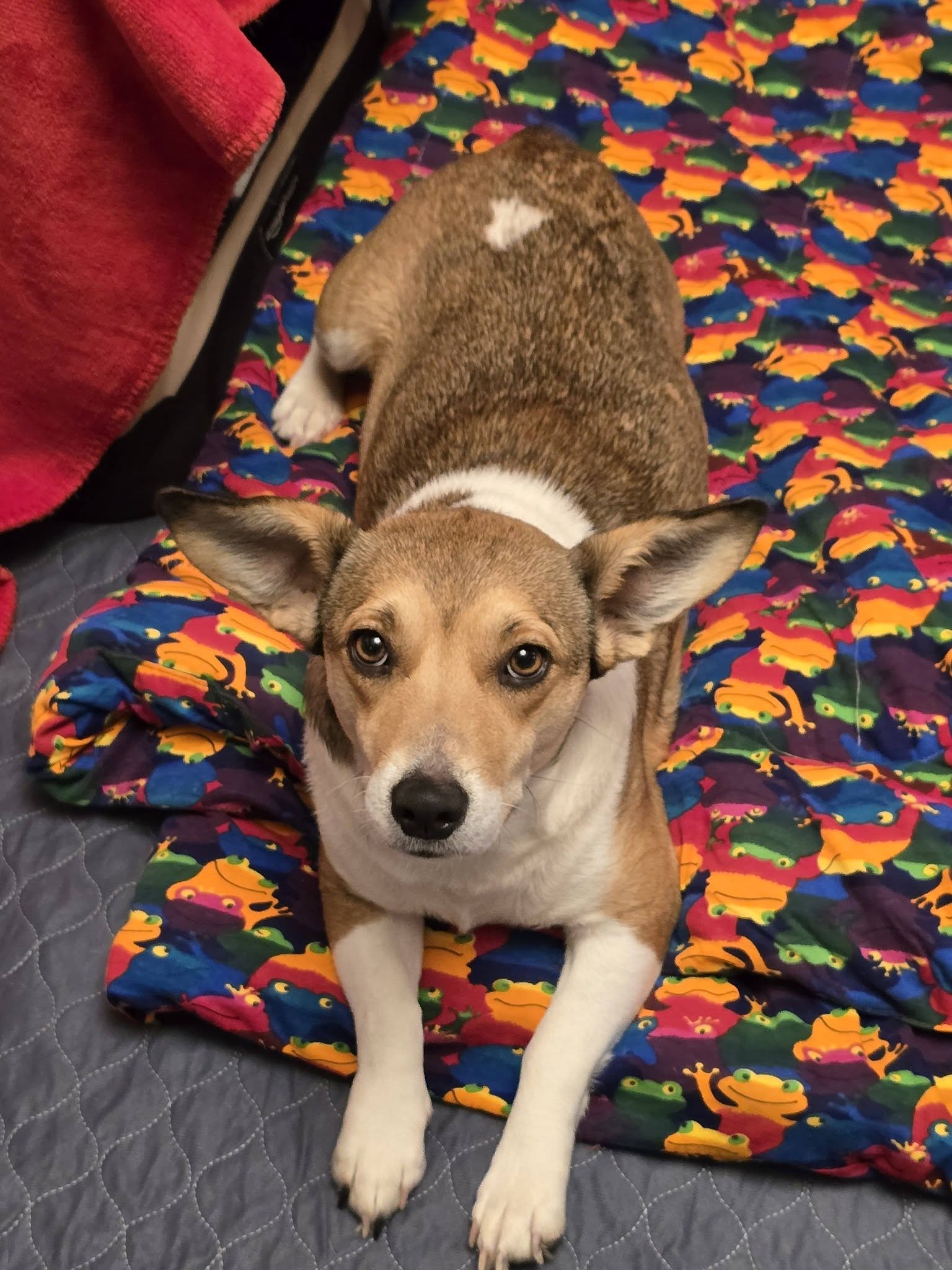 Pippin Image