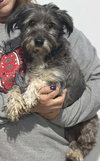 Chico - Photo 3
