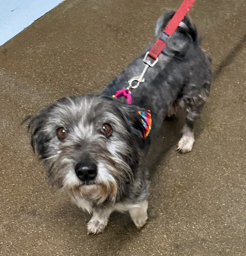CHICO - Terrier / Shih Tzu available for adoption