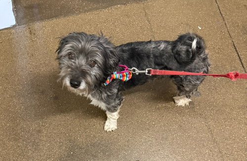 CHICO - Terrier / Shih Tzu available for adoption