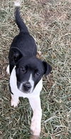 Holiday Pups - Noel - Photo 1
