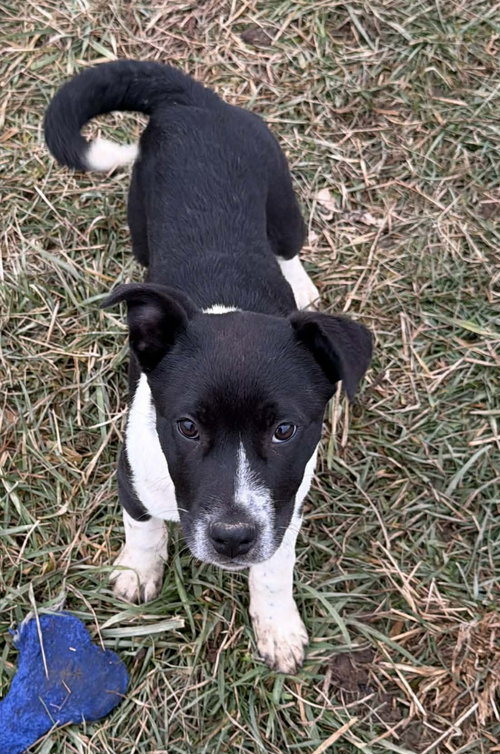 HOLIDAY PUPS - NOEL - Saint Bernard available for adoption