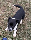 Holiday Pups - Noel - Photo 3