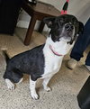 Holiday Pups - Noel - Photo 2
