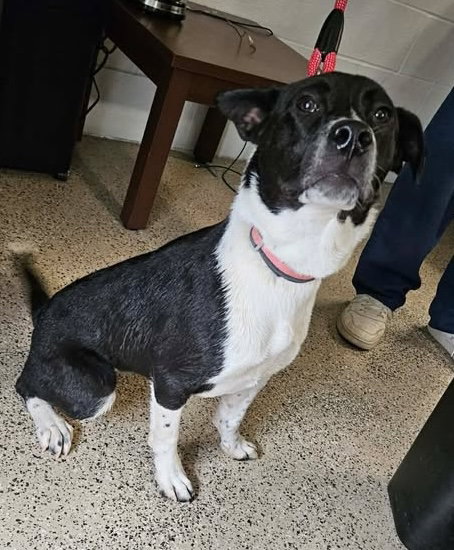 HOLIDAY PUPS - NOEL - Saint Bernard available for adoption