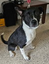Holiday Pups - Noel - Photo 1