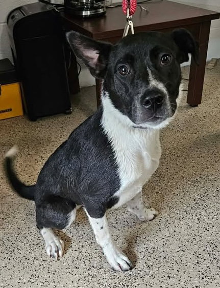 picture of the dog needing adoption