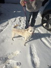 Pluto - Photo 5