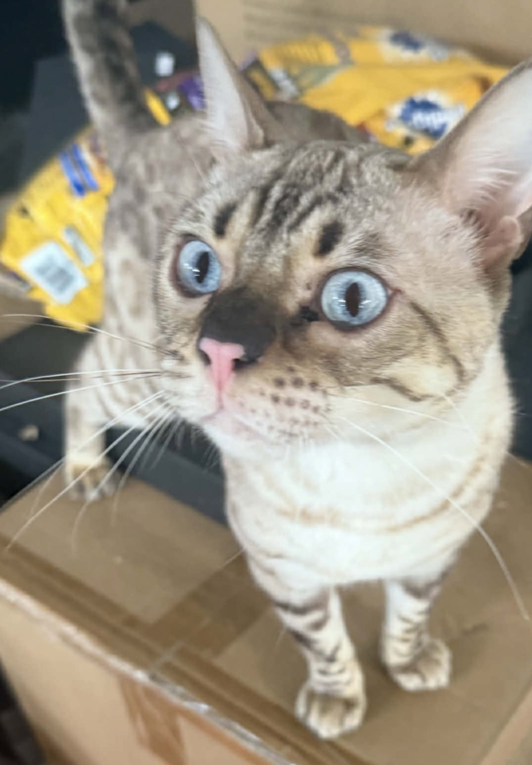 Chaos (Kitty) Image