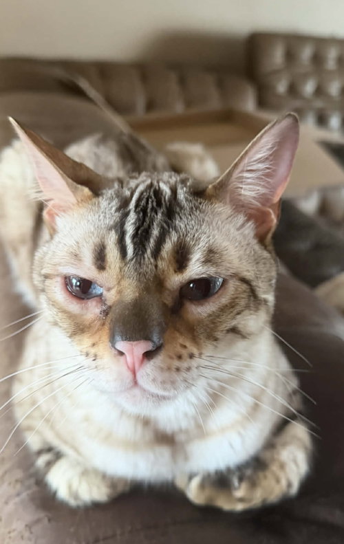 CHAOS (KITTY) - Bengal available for adoption