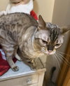 Chaos (Kitty) - Photo 3