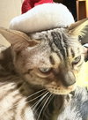 Chaos (Kitty) - Photo 4