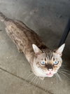 Chaos (Kitty) - Photo 5